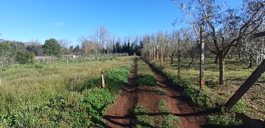 Genazzano: Terreno agricolo con casetta mobile